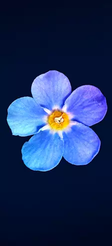 Flower Live Wallpapers
