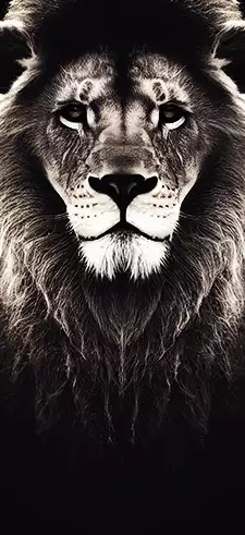 Lion Live Wallpapers