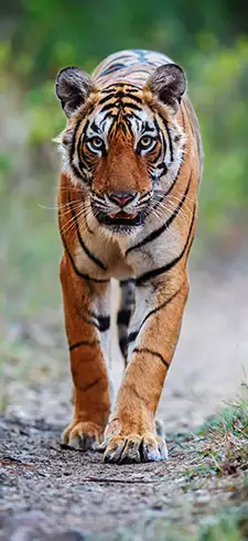 Tiger Wallpapers