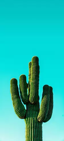 Cactus Live Wallpapers