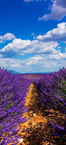 Deer Lavender Flower Field Sunset Landscape 4K Wallpaper iPhone HD Phone  4990f