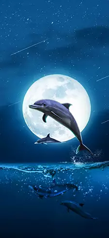 Dolphin Live Wallpapers