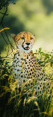 Cheetah Live Wallpapers