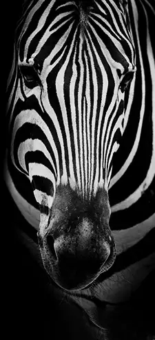 Zebra Live Wallpapers
