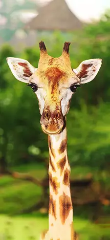 Giraffe Phone Wallpapers