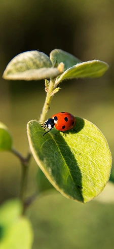 Ladybug Live Wallpapers