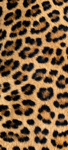 Leopard Live Wallpapers