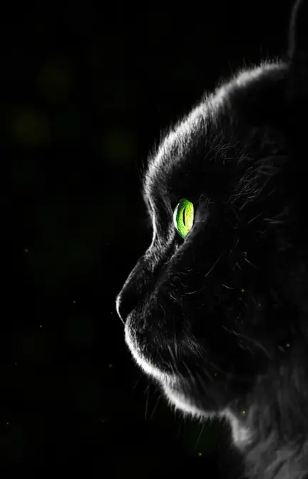 Black Cat Wallpapers